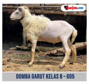 Domba Garut Kelas B - G05