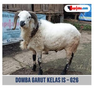 Domba Garut Kelas IS G26