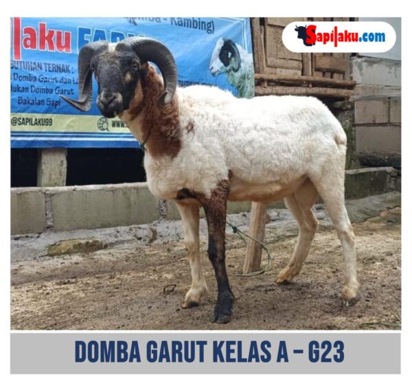 Domba Garut Kelas A