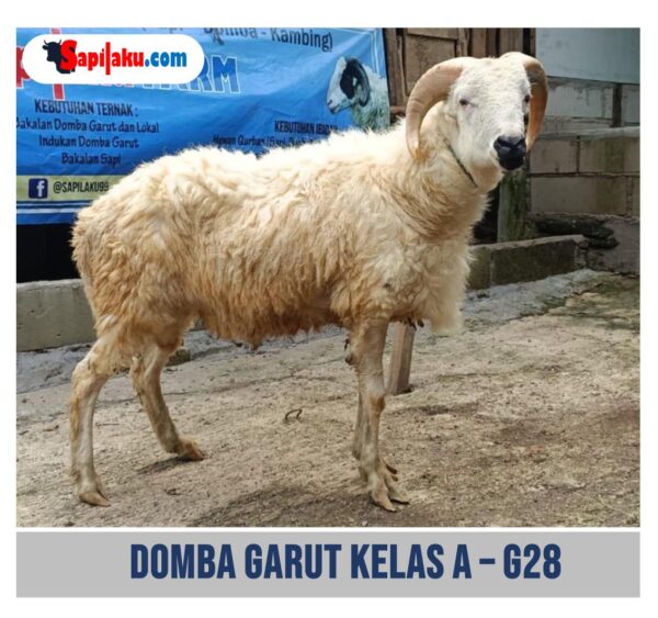 Domba Garut Kelas A