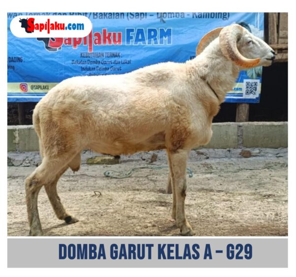 Domba Garut Kelas A