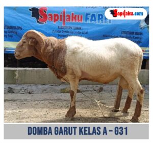 Domba Garut Kelas A