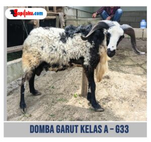 Domba Garut Kelas A - G33