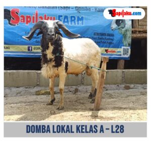 Domba Lokal Kelas A