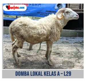 Domba Lokal Kelas A