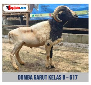 Domba Garut Kelas B - G17
