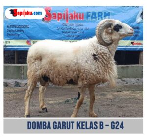 Domba Garut Kelas B - G24