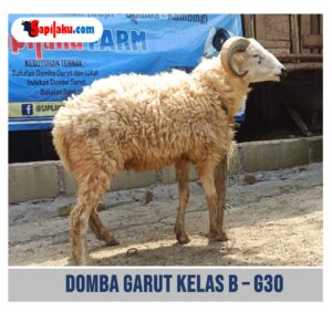 Domba Garut Kelas B