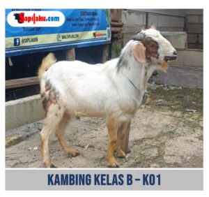 Kambing Kelas B - K01
