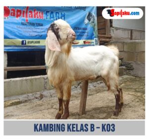 Kambing Kelas B - K03