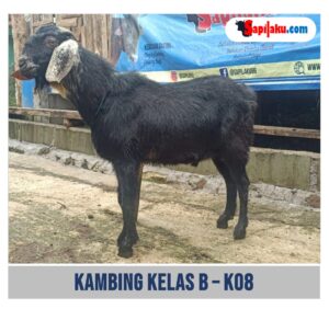 Kambing Kelas B - K08