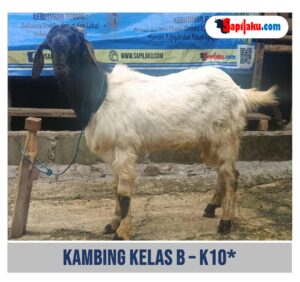 Kambing Kelas B - K10