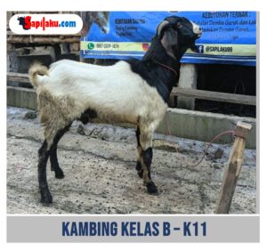 Kambing Kelas B - K11