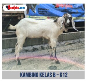Kambing Kelas B - K12