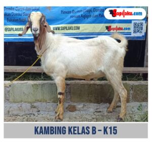 Kambing Kelas B - K15