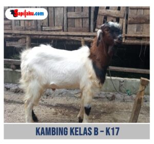 Kambing Kelas B - K17