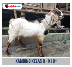 Kambing Kelas B - K18