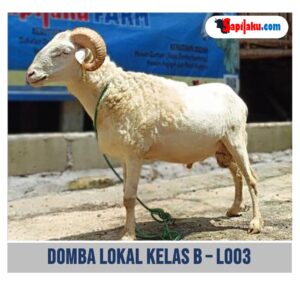 Domba Lokal Kelas B