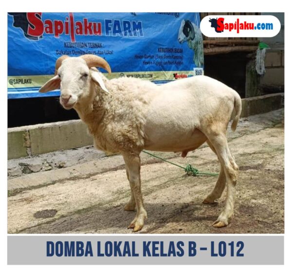 Domba Lokal Kelas B