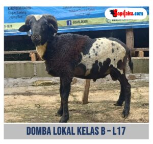Domba Lokal Kelas B - L17