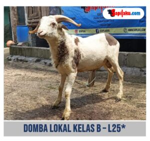 Domba Lokal Kelas B - L25