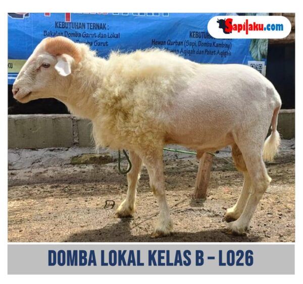 Domba Lokal Kelas B