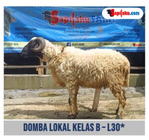 Domba Lokal Kelas B - L30