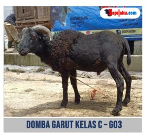 Domba Garut Kelas C - G03