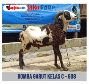 Domba Garut Kelas C