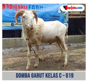 Domba Garut Kelas C