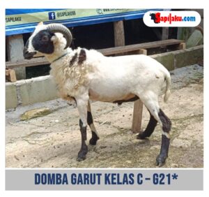 Domba Garut Kelas C - G21