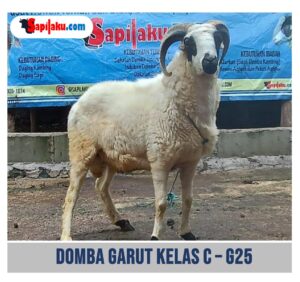 Domba Garut Kelas C - G25