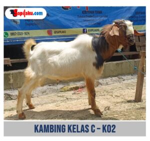 Kambing Kelas C - K02