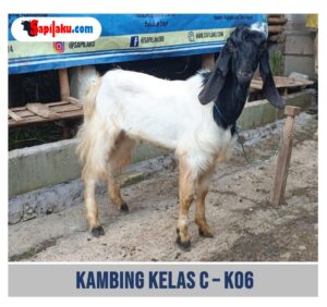 Kambing Kelas C - K06