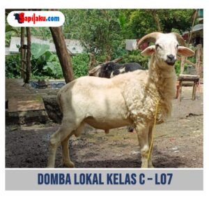 Domba Lokal Kelas C - L07