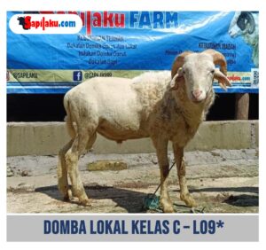 Domba Lokal Kelas C - L09