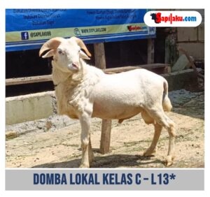 Domba Lokal Kelas C - L13