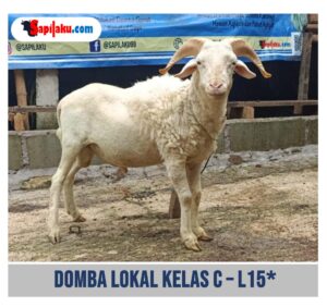 Domba Lokal Kelas C - L15