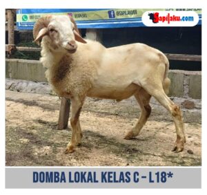 Domba Lokal Kelas C - L18