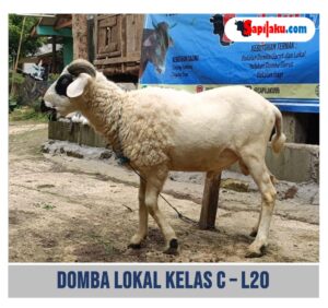 Domba Lokal Kelas C