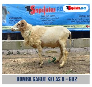Domba Garut Kelas D
