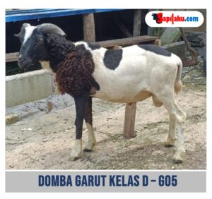 Domba Garut Kelas D - G05