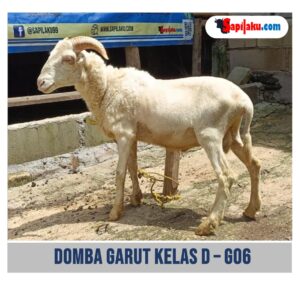 Domba Garut Kelas D - G06