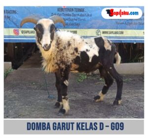 Domba Garut Kelas D