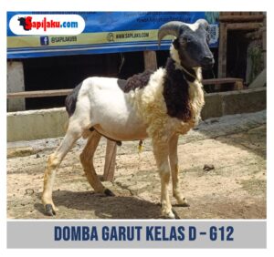 Domba Garut Kelas D - G12