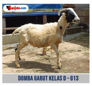 Domba Garut Kelas D - G13