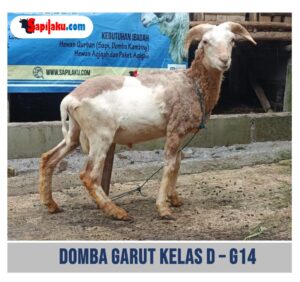 Domba Garut Kelas D