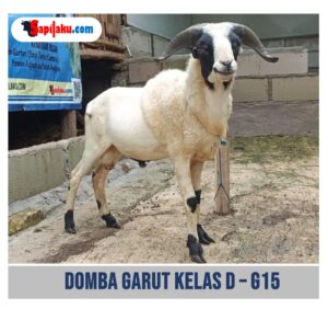 Domba Garut Kelas D