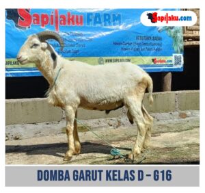 Domba Garut Kelas D