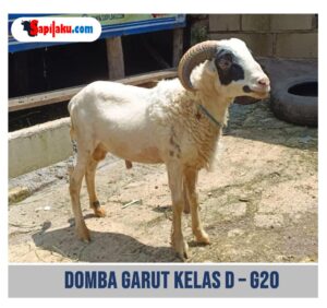 Domba Garut Kelas D - G20